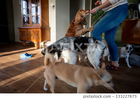 Pets eager snack, Canines sit patiently for their delicious rewards, Two playful dogs display excited anticipation as they receive treats in cozy living space with sunlight Pets eager snack, Canines sit patiently for their delicious rewards, Two playful dogs display excited anticipation as they receive treats in cozy living space with sunlight 133227673