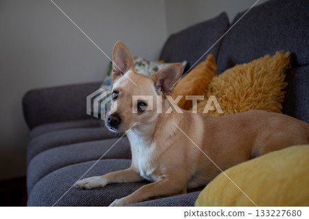 Dog observes quietly, Watchful dog sits and observes silently, Alert dog remains watchful while seated on sofa, Vigilant canine keeps close eye from comfort of couch 133227680