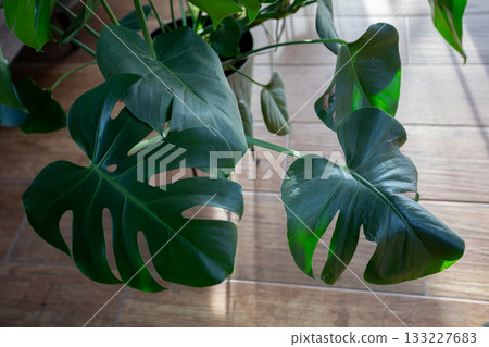 Closeup of variegated monstera leaves in warm natural light, Indoor botanical arrangement showcasing textured leaves and organic pattern details illuminated by sunlight Closeup of variegated monstera leaves in warm natural light, Indoor botanical arrangement showcasing textured leaves and organic pattern details illuminated by sunlight 133227683