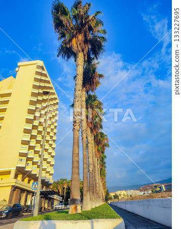 Palm Trees Stand Tall Against a Beautiful Sky Surrounded by Urban Landscape Views Palm Trees Stand Tall Against a Beautiful Sky Surrounded by Urban Landscape Views 133227695