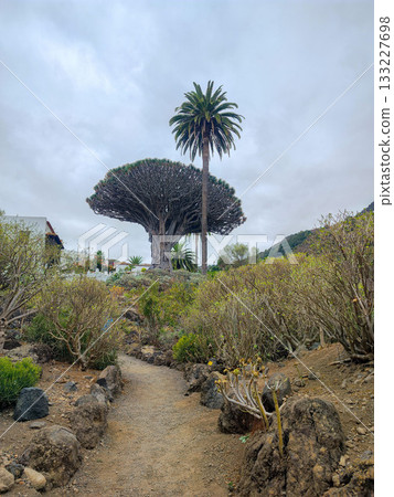 Explore the unique flora of the arid landscape, including the Dragon Tree and vibrant palms Explore the unique flora of the arid landscape, including the Dragon Tree and vibrant palms 133227698