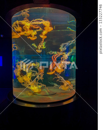 A colorful swarm of jellyfish gracefully moves within the captivating aquatic installation A colorful swarm of jellyfish gracefully moves within the captivating aquatic installation 133227746