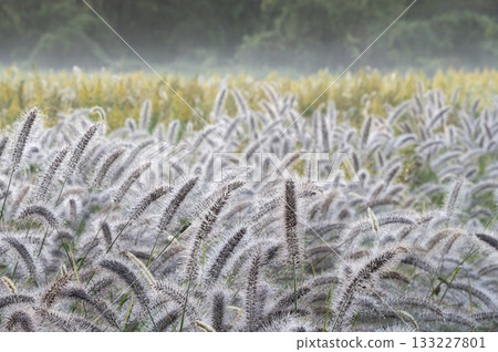 Goldenrod and Japanese silverleaf blooming in the morning mist 133227801