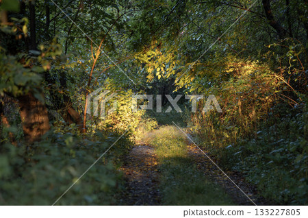 Forest path and tunnel of light shining in the morning sun 133227805