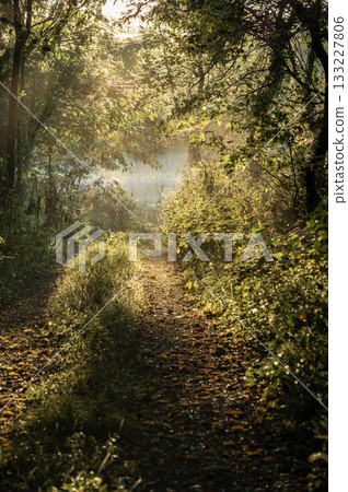 Morning sunlight filtering through the trees and a forest path in the morning mist Morning sunlight filtering through the trees and a forest path in the morning mist 133227806