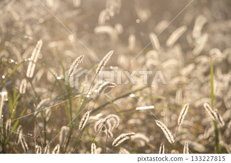 Green foxtail wrapped in soft morning sunlight and morning mist Green foxtail wrapped in soft morning sunlight and morning mist 133227815