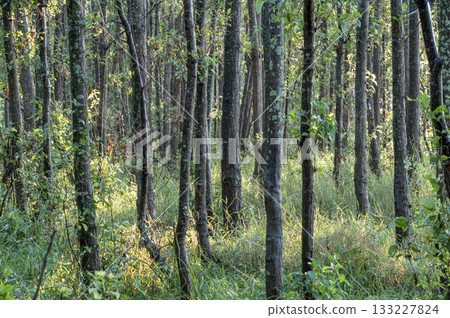 Forest where the morning sun shines through Forest where the morning sun shines through 133227824