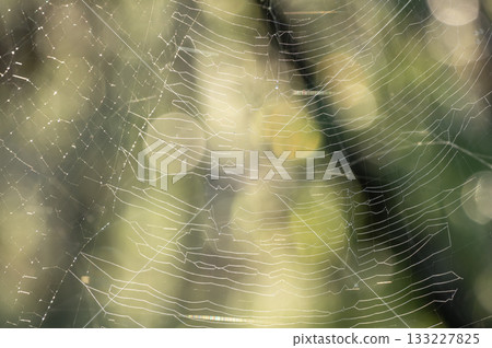 A spider's web in the forest sparkling in the morning sun 133227825