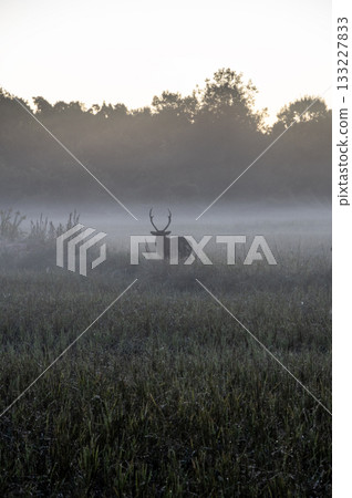Silhouette of a stag standing in the morning mist 133227833
