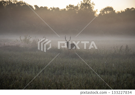 晨霧中,雄鹿的剪影 晨霧中,雄鹿的剪影 133227834