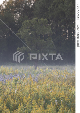 Goldenrod and Japanese silverleaf blooming in the morning mist Goldenrod and Japanese silverleaf blooming in the morning mist 133227838