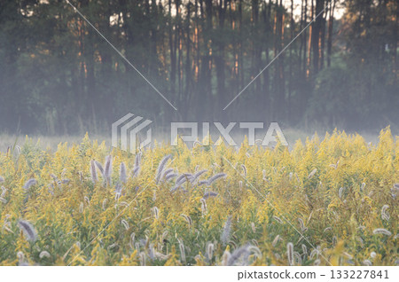 Goldenrod and Japanese silverleaf blooming in the morning mist Goldenrod and Japanese silverleaf blooming in the morning mist 133227841