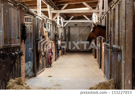 Quiet stable corridor shows horse looking out from its stall surrounded by tack and hay. Warm light highlights wooden beams and creates calm rural atmosphere with authentic equestrian details 133227853
