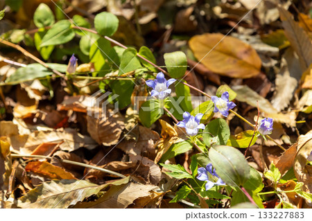Gentian flowers Gentian flowers 133227883
