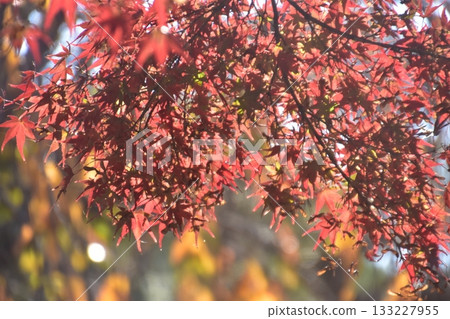 京都·Kenninji 京都·Kenninji 133227955