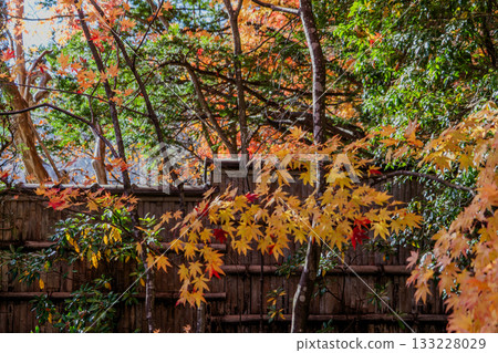 木曾福島高禪寺庭院的秋景 木曾福島高禪寺庭院的秋景 133228029