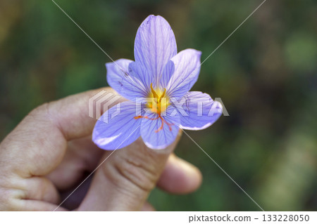 Saffron Flower in Hand. Natural Beauty Essence Saffron Flower in Hand. Natural Beauty Essence 133228050
