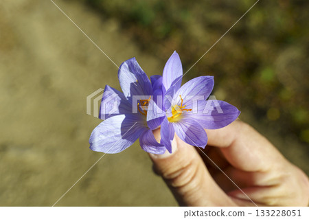 Saffron Flower in Hand. Natural Beauty Essence 133228051