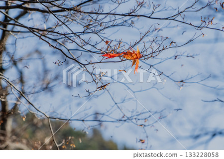 木曾福島高禪寺庭院的秋景 133228058