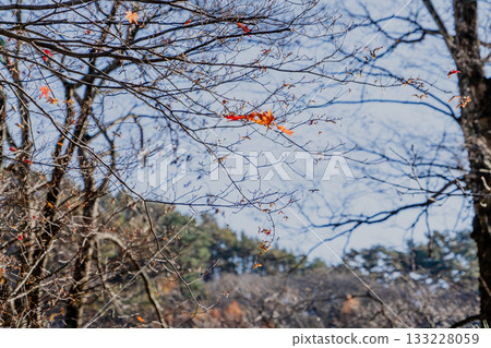 木曾福島高禪寺庭院的秋景 木曾福島高禪寺庭院的秋景 133228059