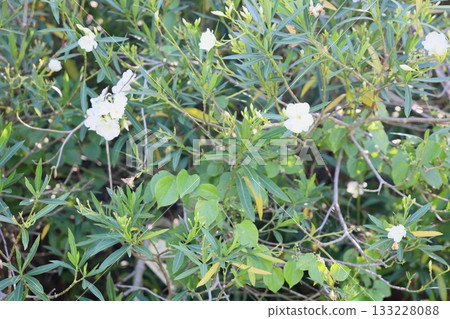 Refreshing Oleander Flowers 133228088