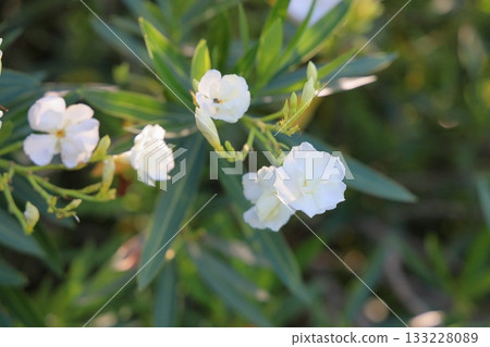 Refreshing Oleander Flowers 133228089