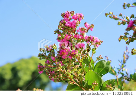 充滿活力的紫薇花 充滿活力的紫薇花 133228091