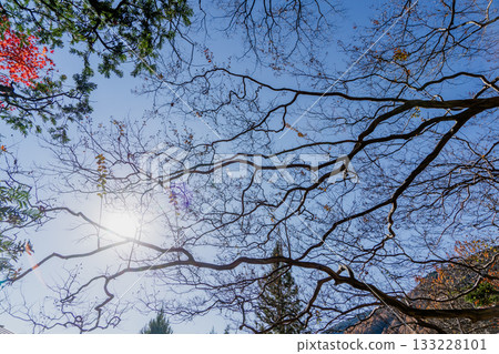Autumn scenery of the Kiso Fukushima Kozenji Temple grounds Autumn scenery of the Kiso Fukushima Kozenji Temple grounds 133228101