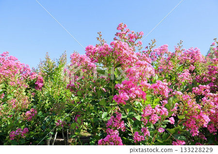 充滿活力的紫薇花 133228229