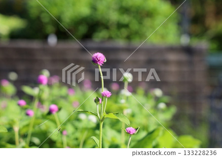 Cute globe amaranth flowers Cute globe amaranth flowers 133228236