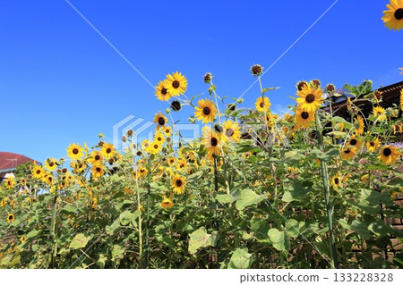 Bright sunflowers Bright sunflowers 133228328