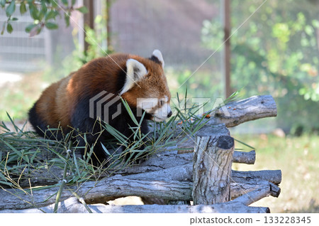 在樹的Redress熊貓 133228345