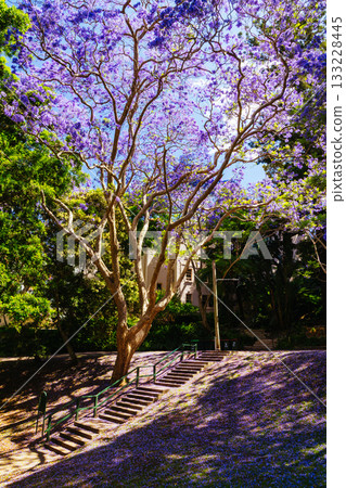 Jacaranda Trees in Sydney Australia 133228445