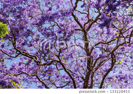 Jacaranda Trees in Sydney Australia 133228453