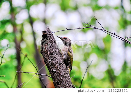 棲息在北海道公園的灰頭啄木鳥 133228551