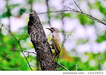棲息在北海道公園的灰頭啄木鳥 133228552