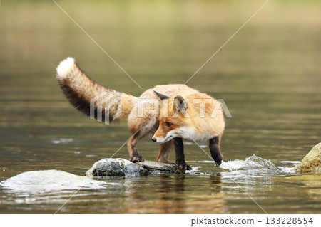 Rex fox (Vulpes vulpes) male in river. Male of red fox in the river with stones. Animal in nature habitat, Czech republic Rex fox (Vulpes vulpes) male in river. Male of red fox in the river with stones. Animal in nature habitat, Czech republic 133228554