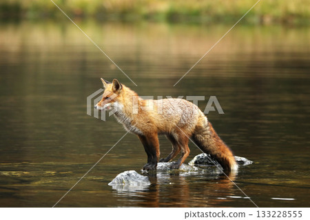 Rex fox (Vulpes vulpes) male in river. Male of red fox in the river with stones. Animal in nature habitat, Czech republic 133228555