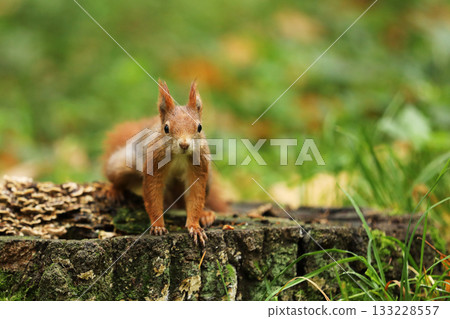 Cute red squirrel. Sciurus vulgaris. Portrait of a red squirrel in autumn season. Cute animal sitting on the tree stump. Animal in nature habitat, Czech republic Cute red squirrel. Sciurus vulgaris. Portrait of a red squirrel in autumn season. Cute animal sitting on the tree stump. Animal in nature habitat, Czech republic 133228557