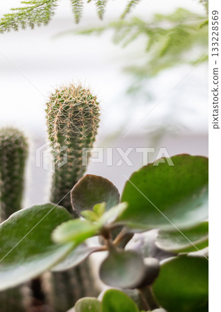 Indoor plants in a bright office create an eco-friendly atmosphere Indoor plants in a bright office create an eco-friendly atmosphere 133228569