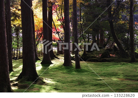 Autumn Leaves and Moss Village 6 Autumn Leaves and Moss Village 6 133228620