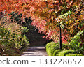 Autumn leaves road 133228652