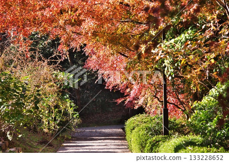 秋葉路 秋葉路 133228652