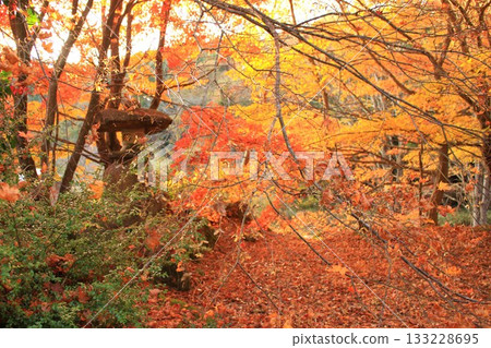 風景與秋天的落葉 風景與秋天的落葉 133228695