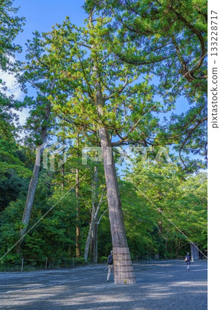 一棵巨大的雪松樹像比薩斜塔一樣傾斜在藍天下。 133228717