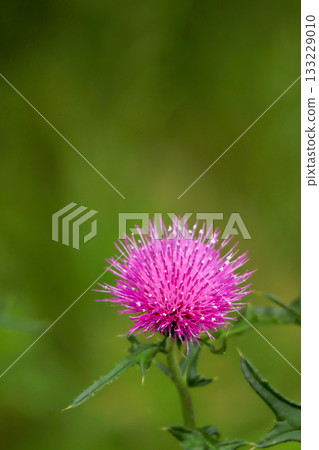 Thistle 133229010
