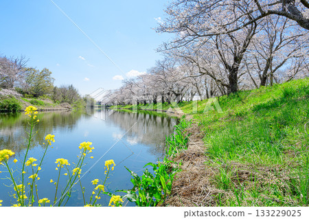 Spring scenery at Fukuoka Seki Sakura Park Spring scenery at Fukuoka Seki Sakura Park 133229025