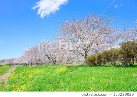 Spring scenery at Fukuoka Seki Sakura Park 133229029