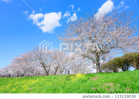 Spring scenery at Fukuoka Seki Sakura Park 133229030