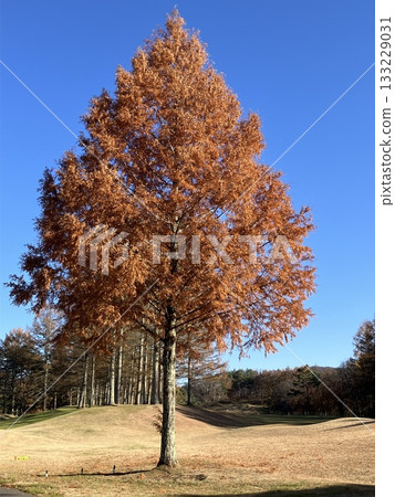 A large tree of Metasequoia with autumn leaves A large tree of Metasequoia with autumn leaves 133229031